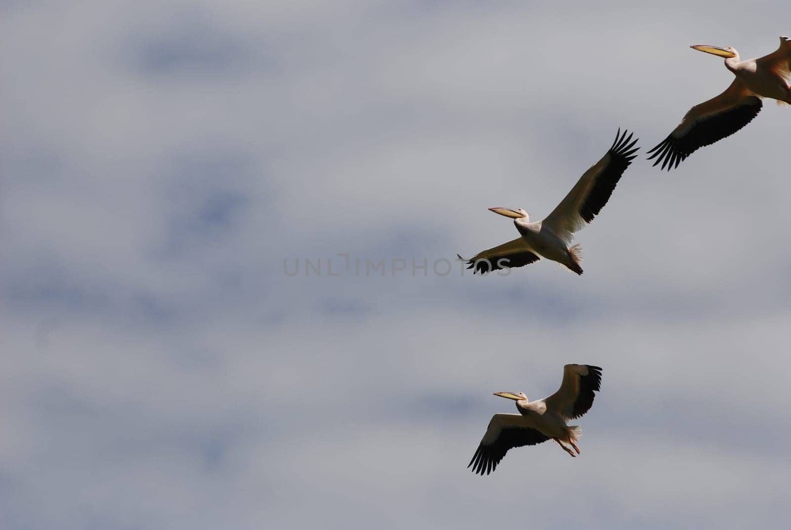 Pelicans in flight