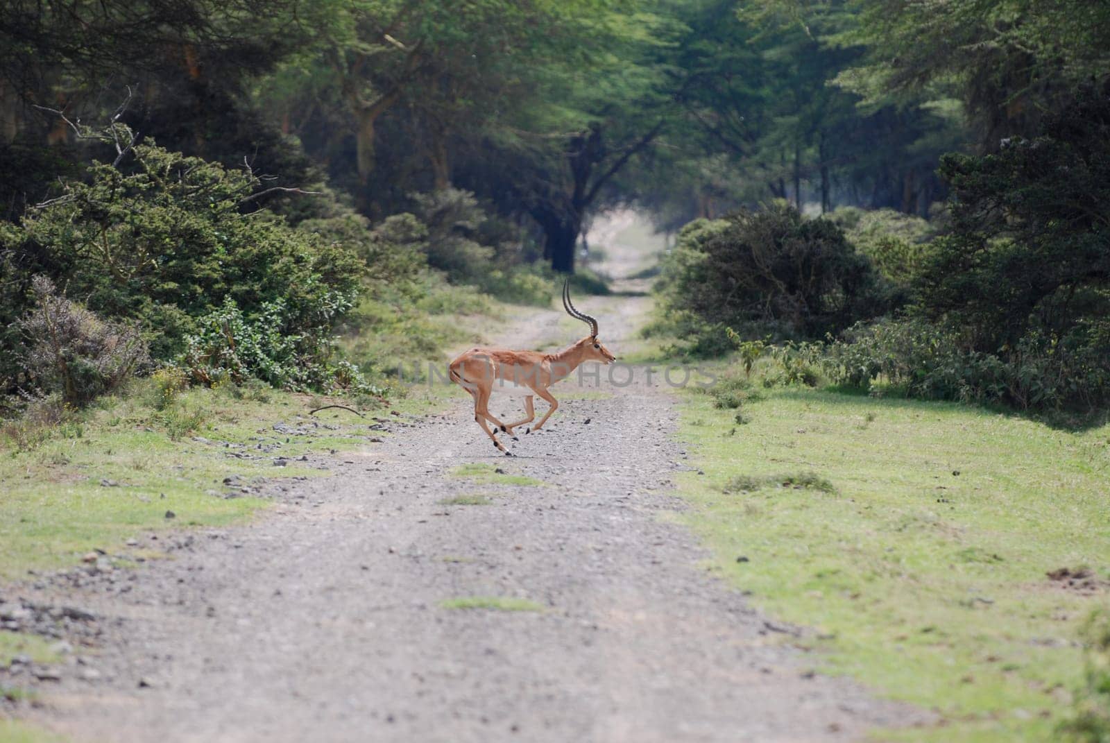 Running Impala Buck