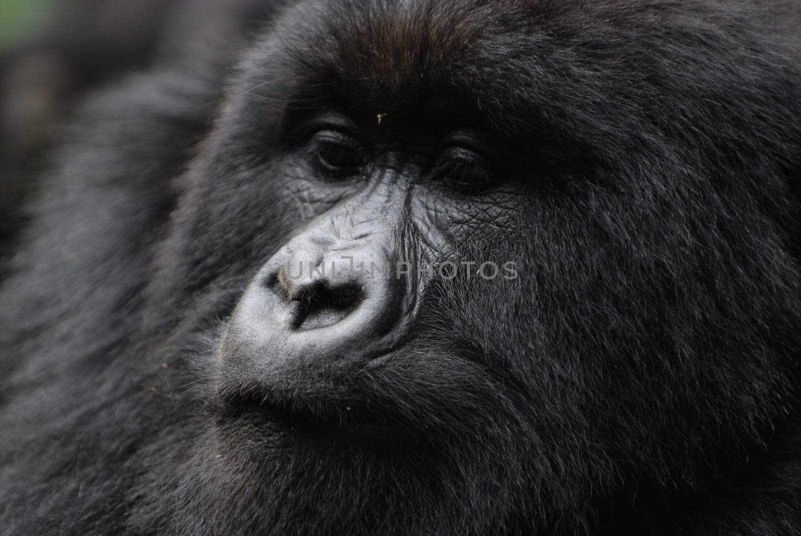 Close-up of a gorilla