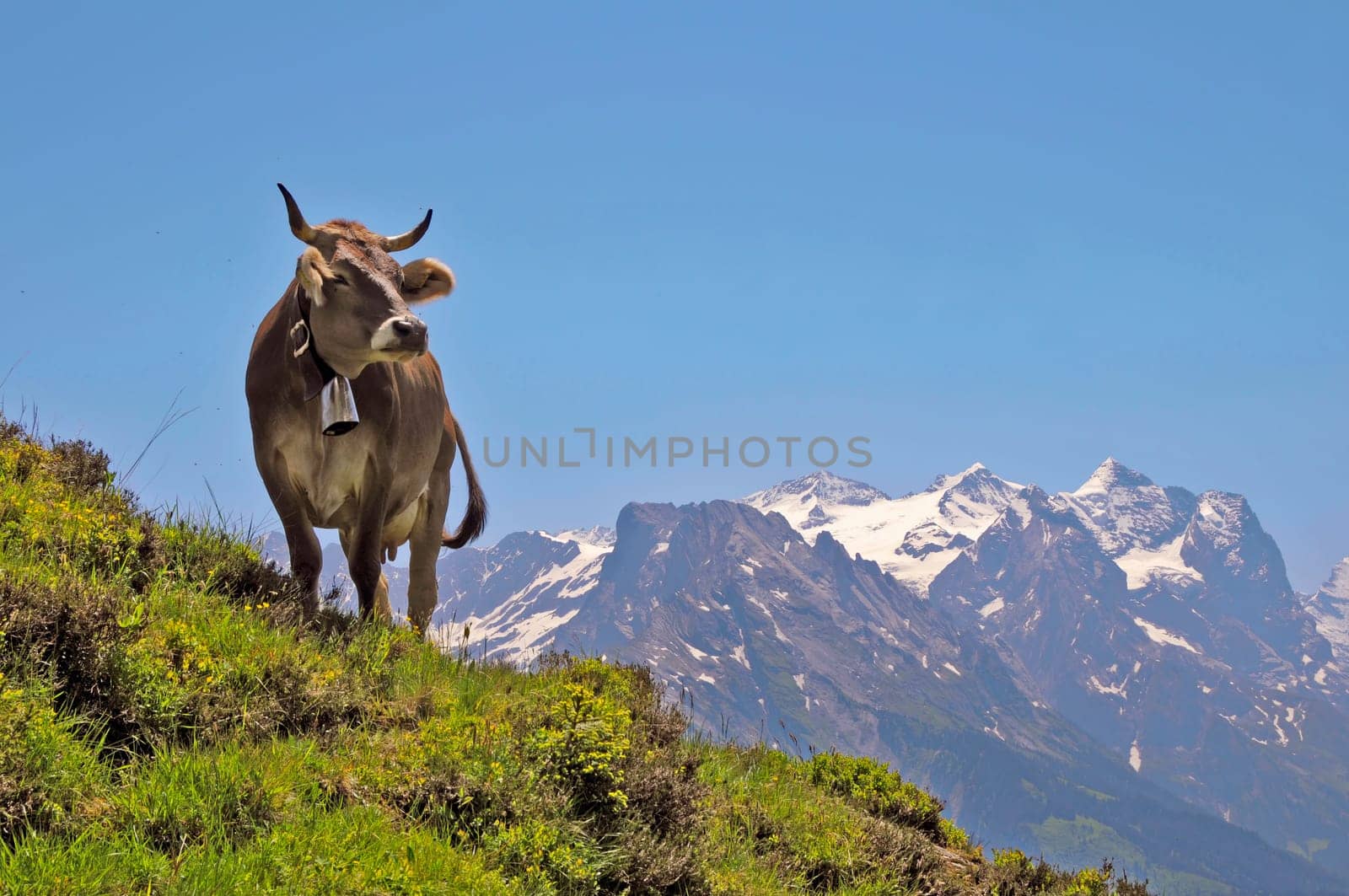 Alpkuh II