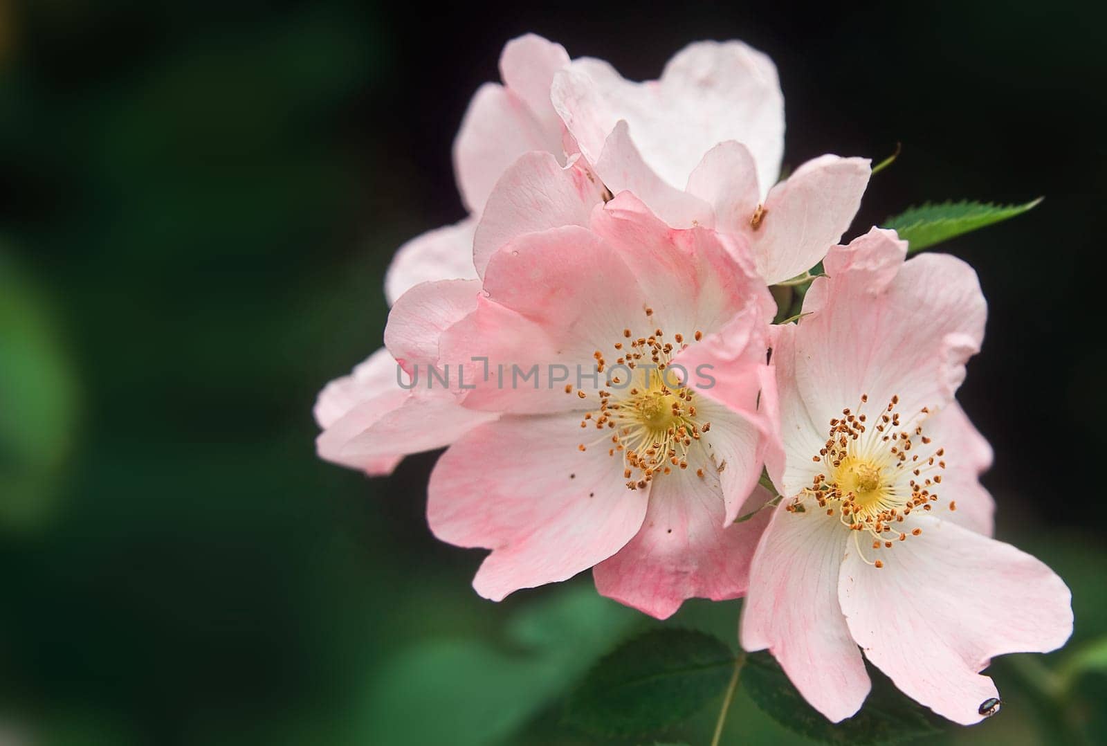 Wild Rose