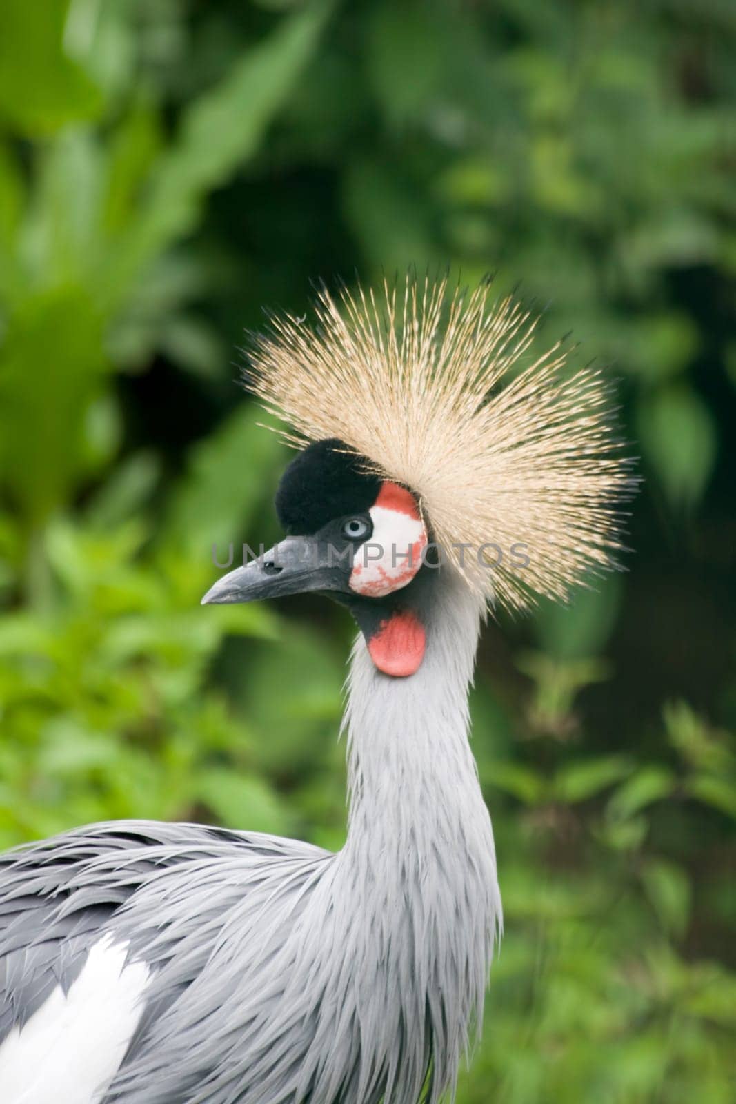 Crowned crane