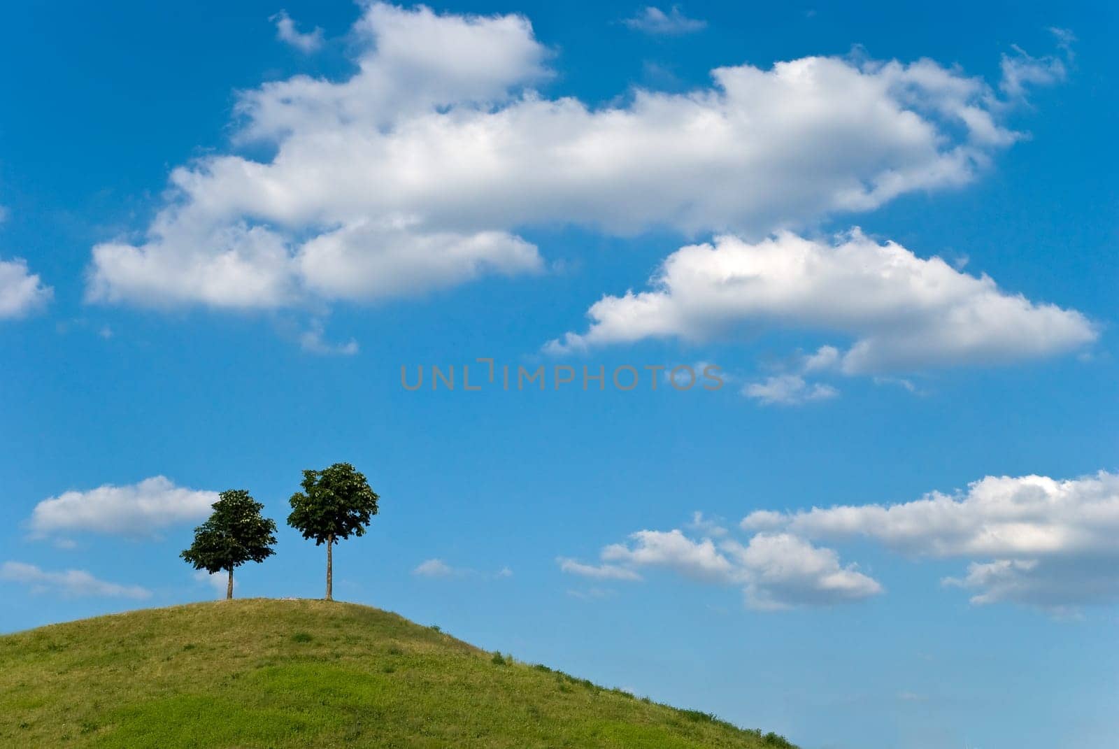 Trees on the hill