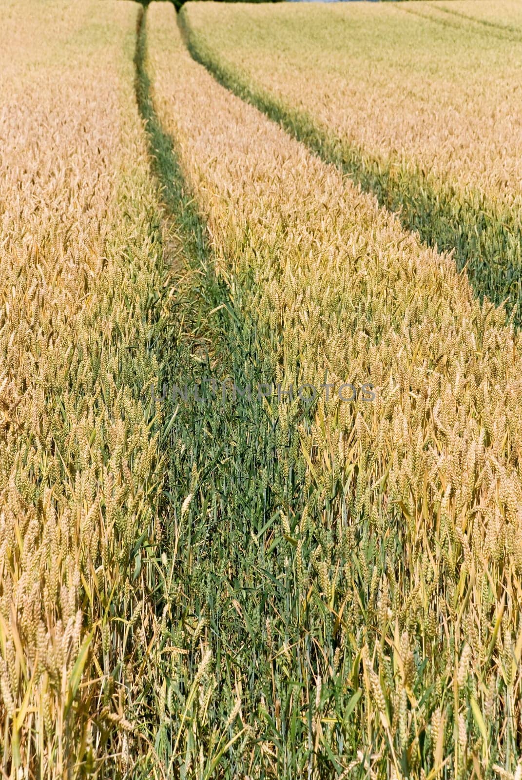 Wheat cereal field in summer