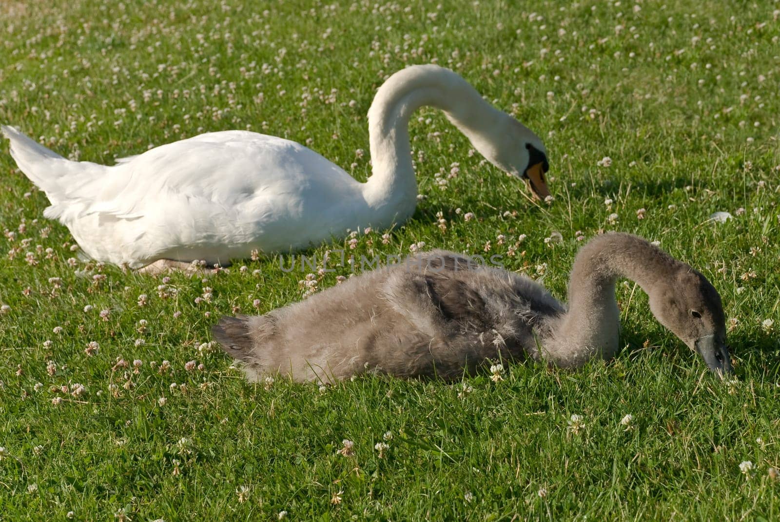 Swan - Mom at the Lake-with the Boy