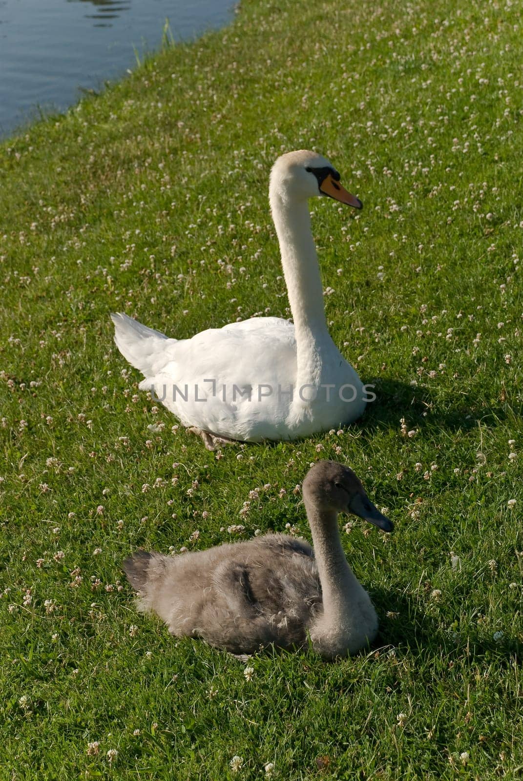 Swan - Mom at the Lake-with the Boy
