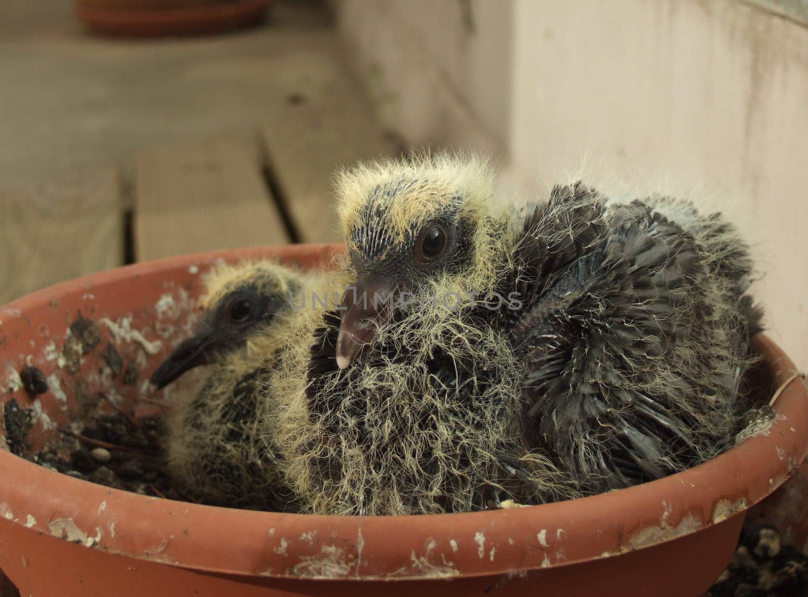 After a few days,the little monsters can already stand up and make strange noises. Only when the pigeon mum or dad come to feed,they squeal very brightly. By the way,the pigeon parents keep the nest neatly clean,i.e. befr