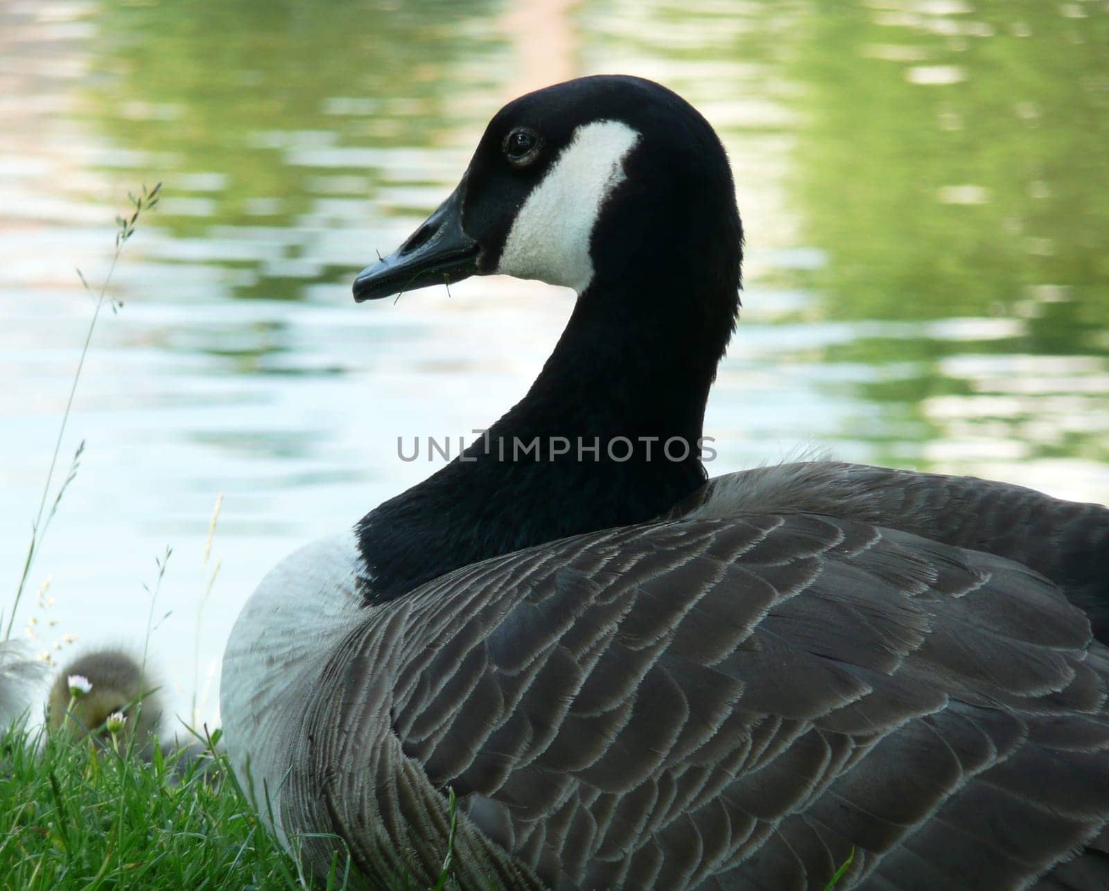 White-cheeked goose