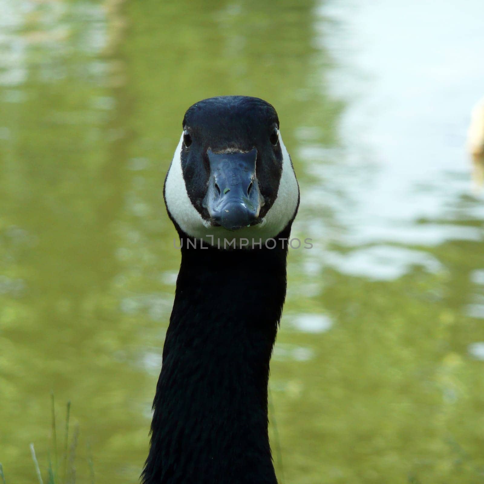 White-cheeked goose