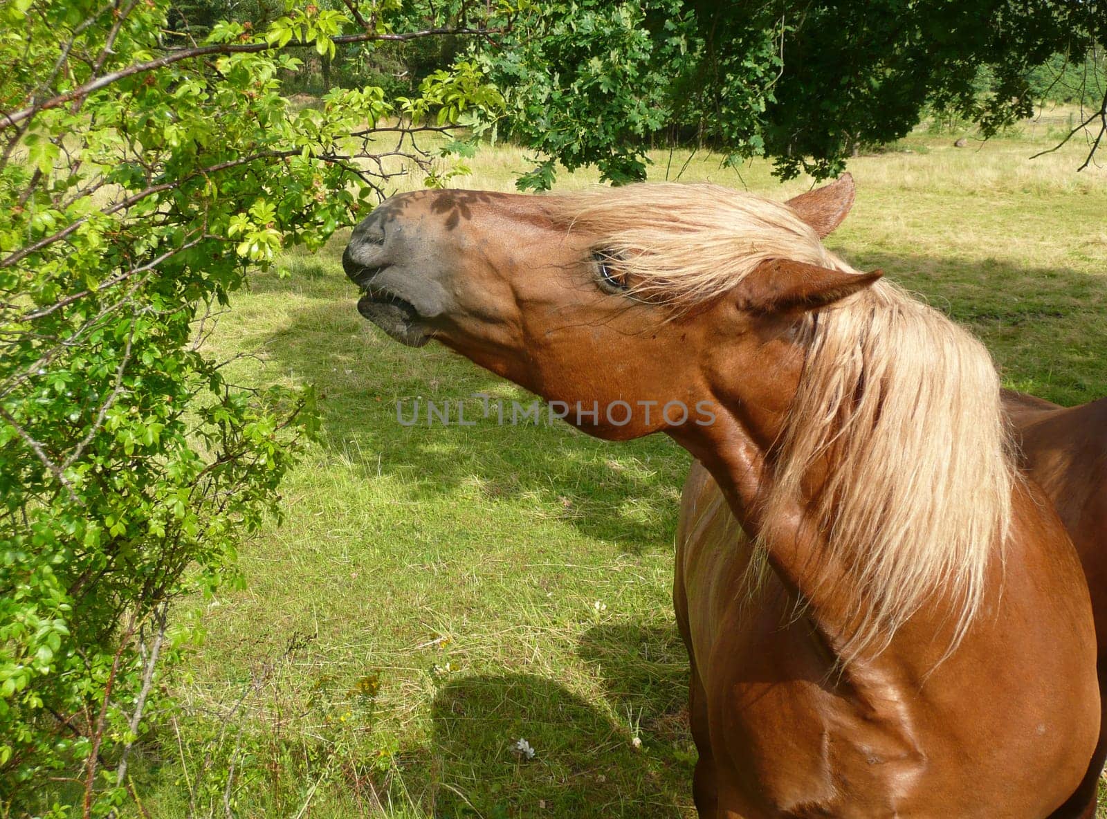 Haflinger