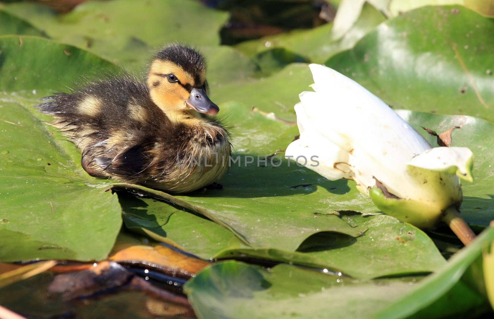 Ducklings II