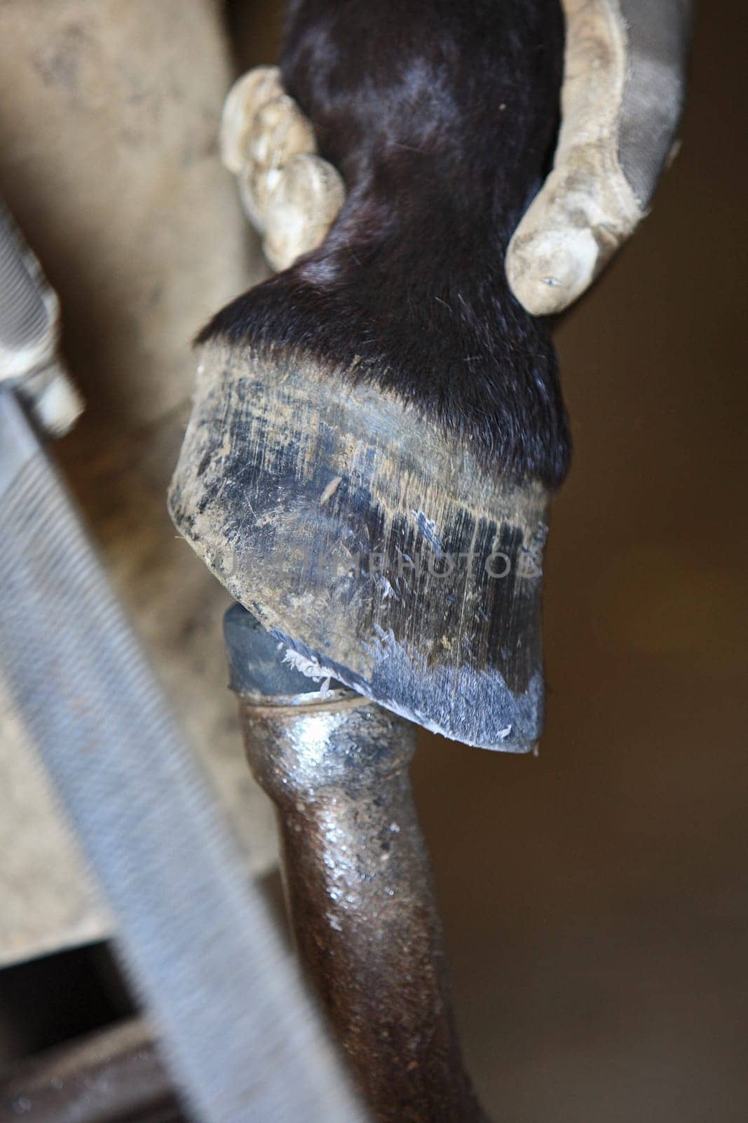 Hoof care