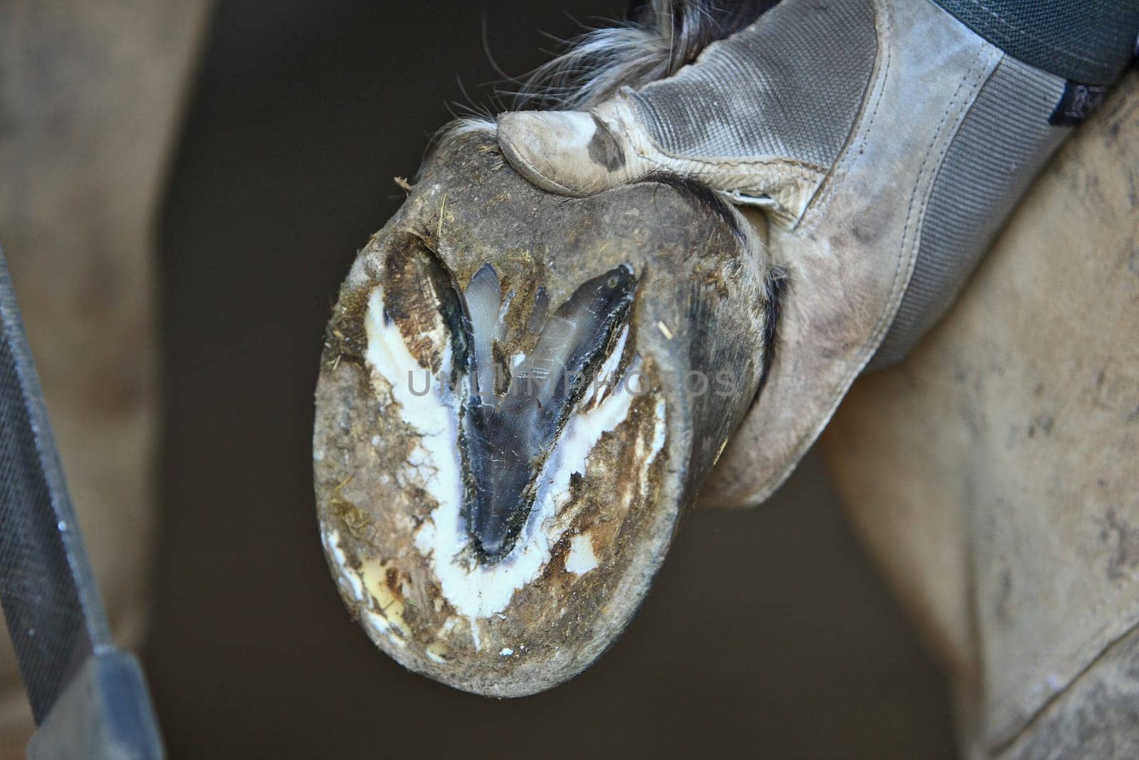 hoof