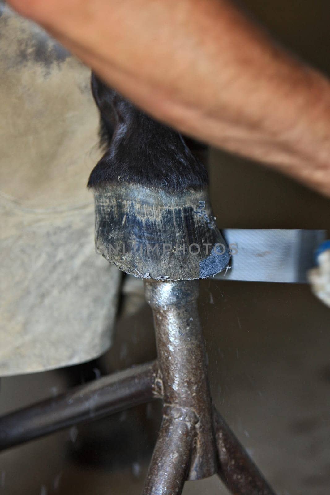 Hoof care