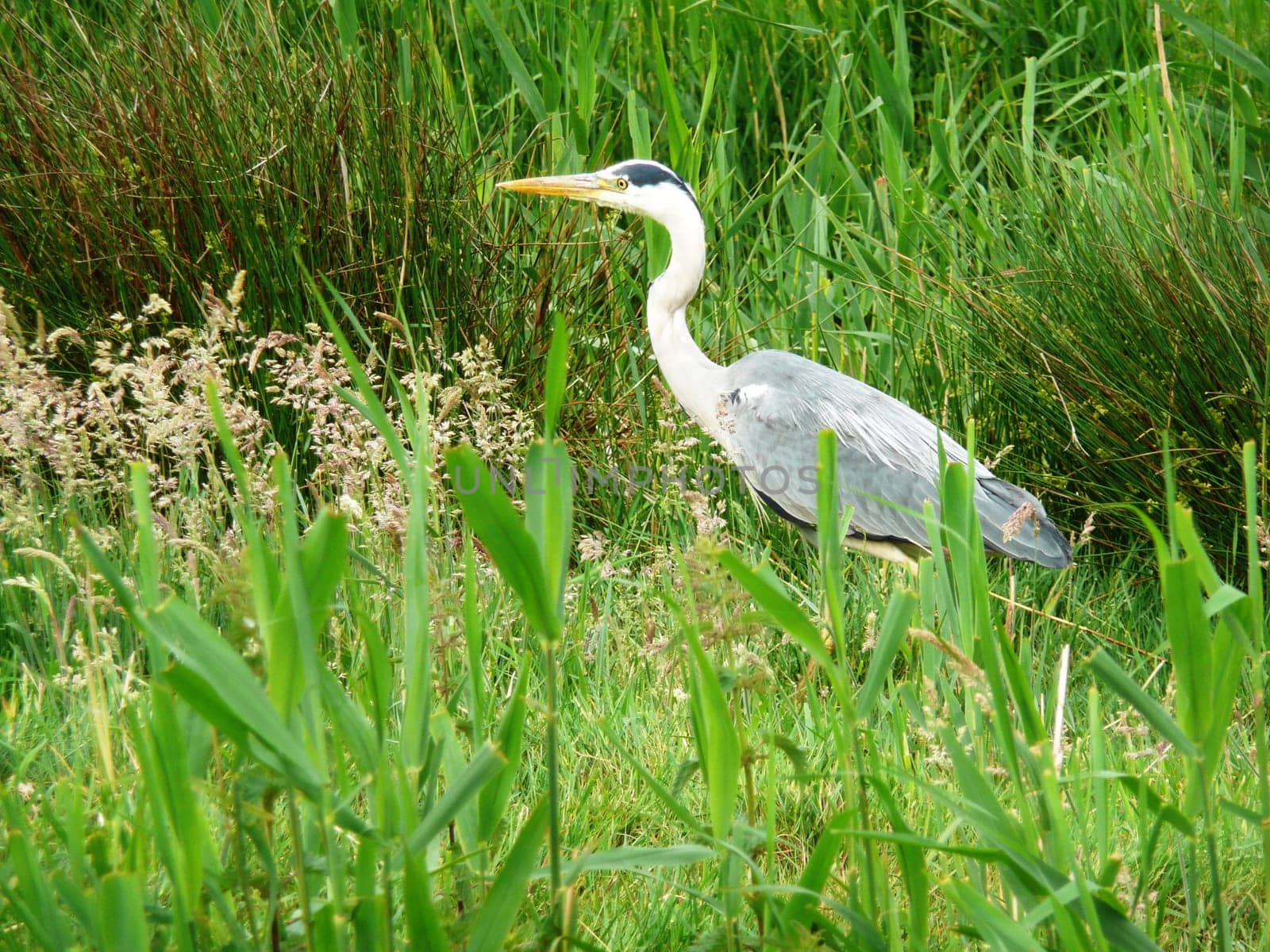 Grey heron