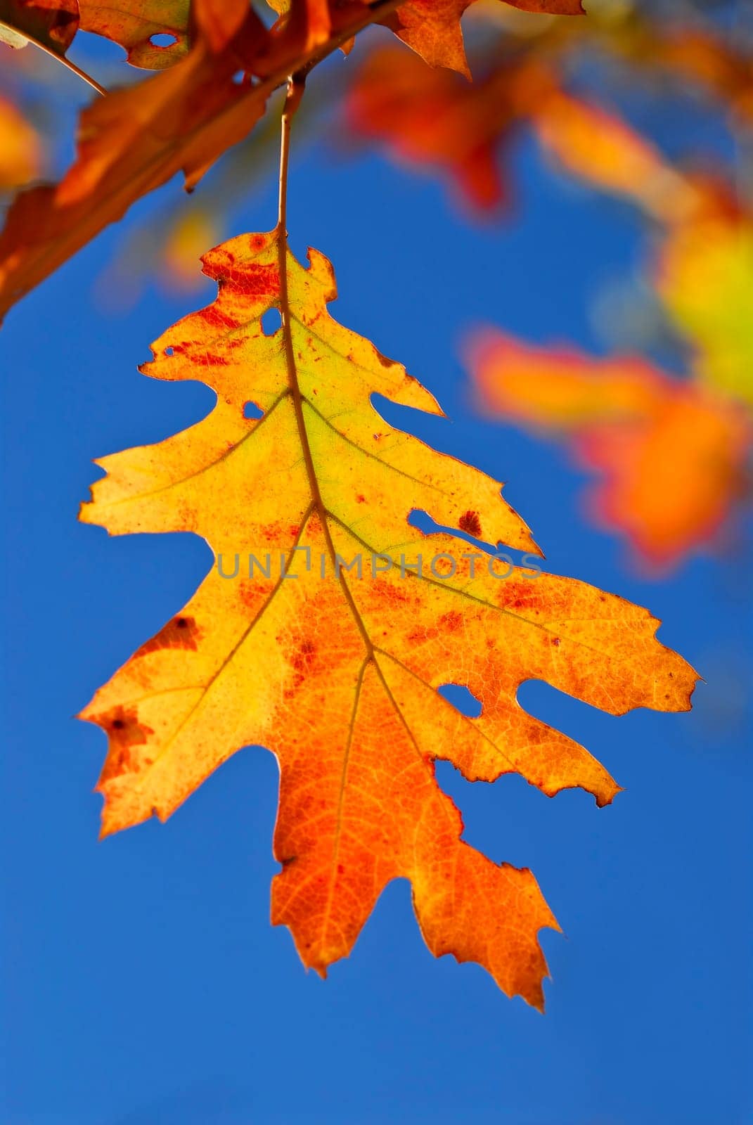 Autumn leaves
