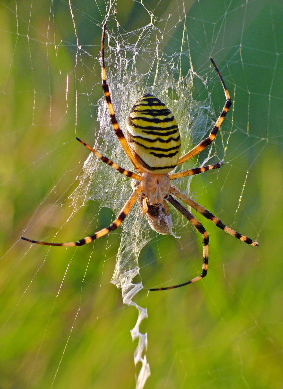 Wasp spider (Argiope bruennichi) with prey: The spider of the year 2001 also bears the names zebra spider,tiger spider or silk ribbon spider. As a representative of the true orb-web spiders,it spins a web with which it catches its prey. On average,you need