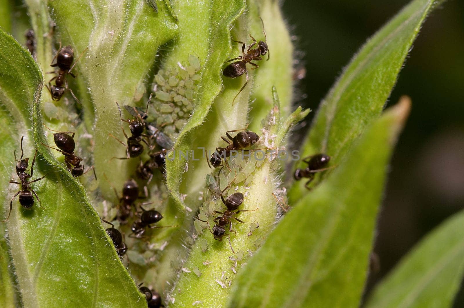 Ants