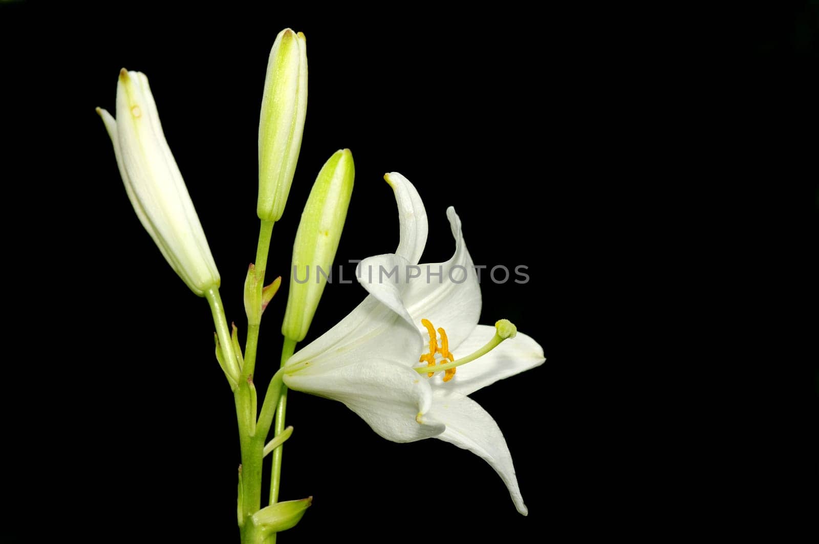 LILIUM CANDIDUM- Madonna Lily