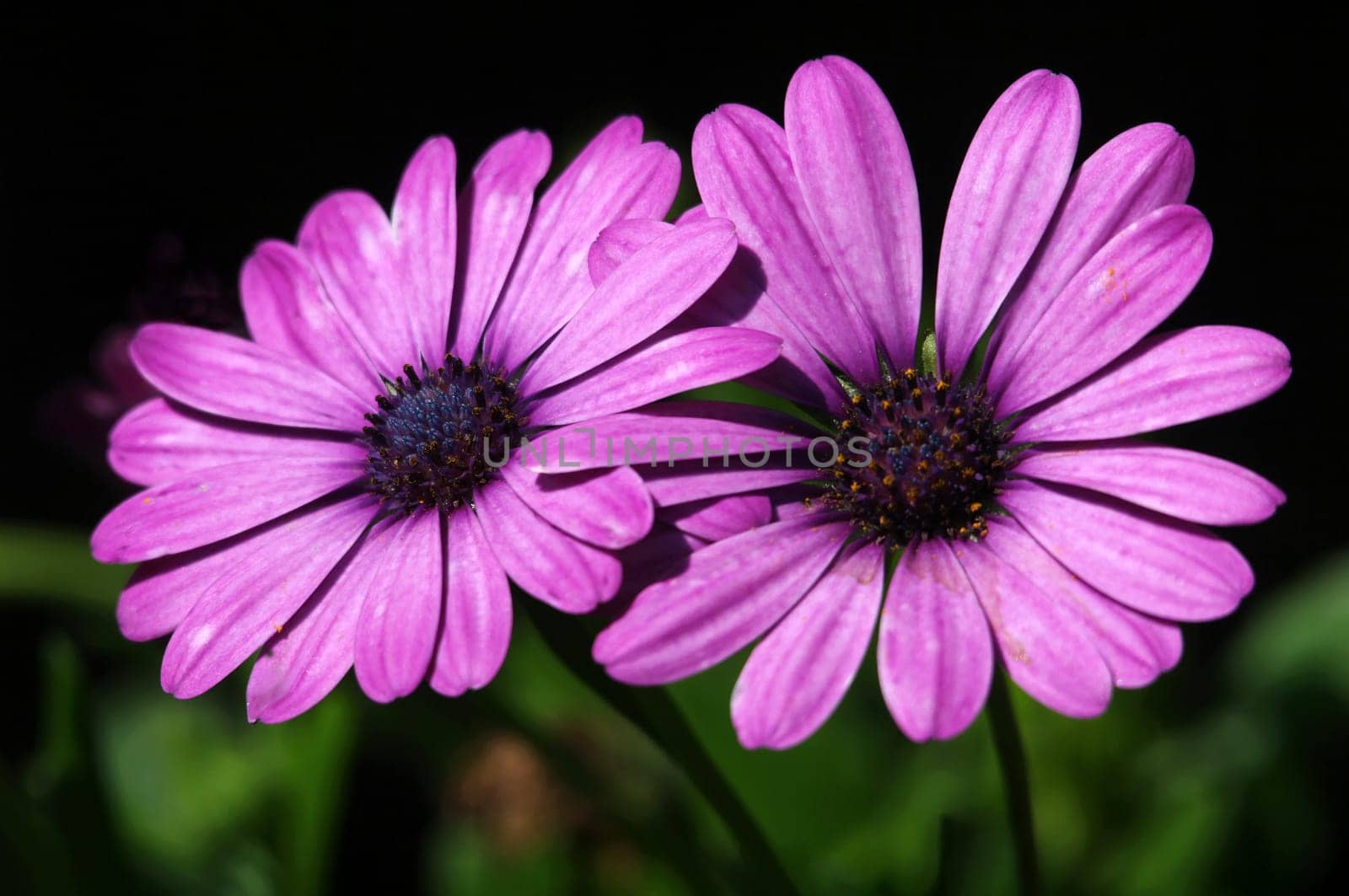 Cape basket - Osteospermum