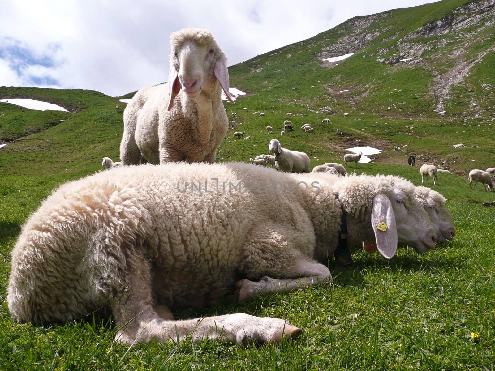 Flock of sheep