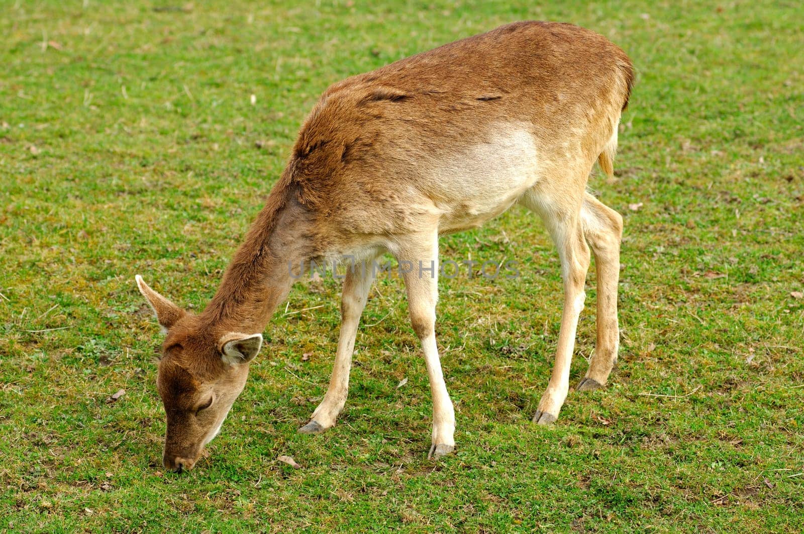 Grazing fallow deer fawn,Dama dama