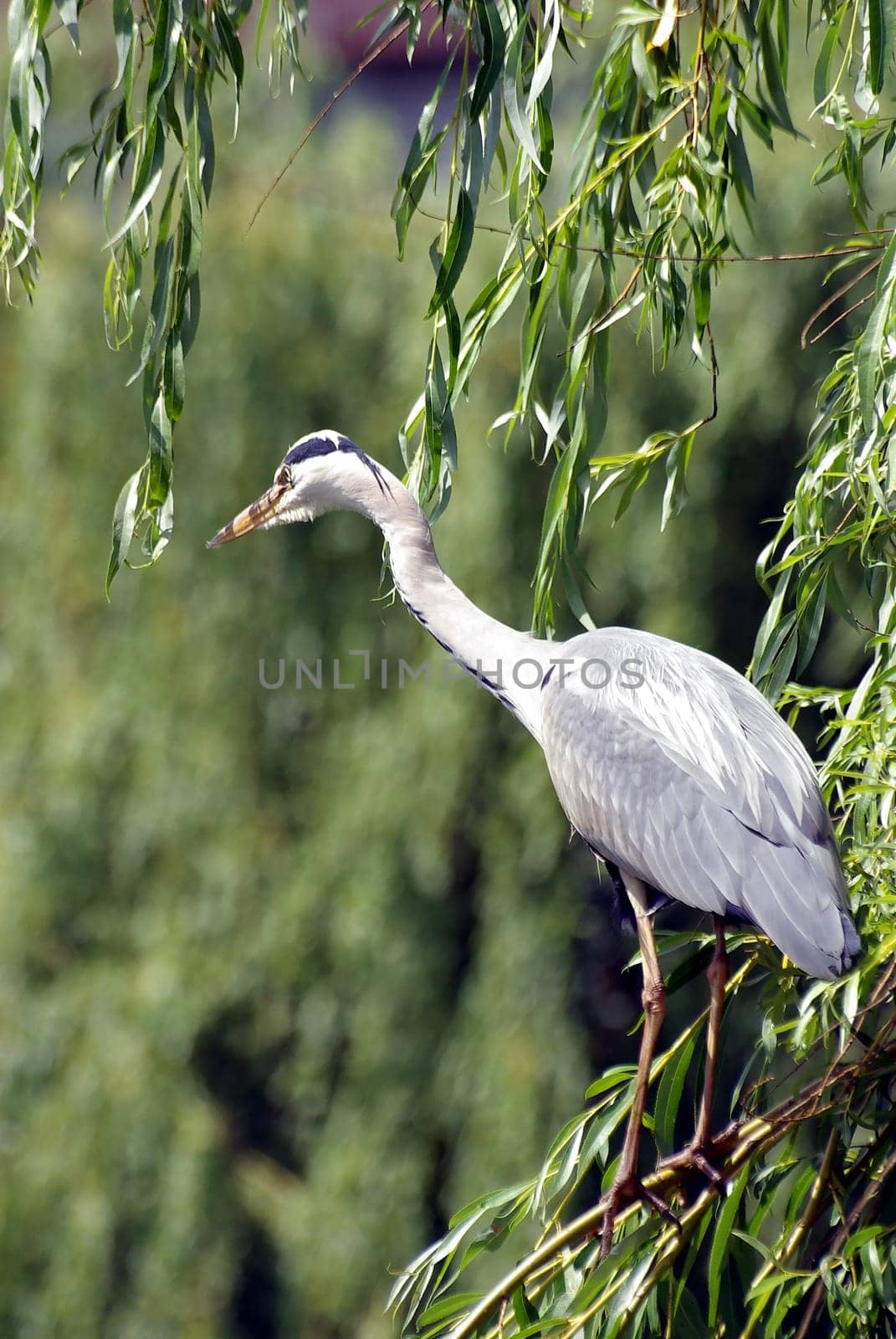 ardea cinerea Grey Heron