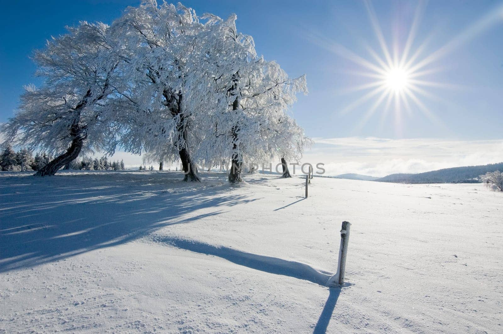 Winter Sun 2