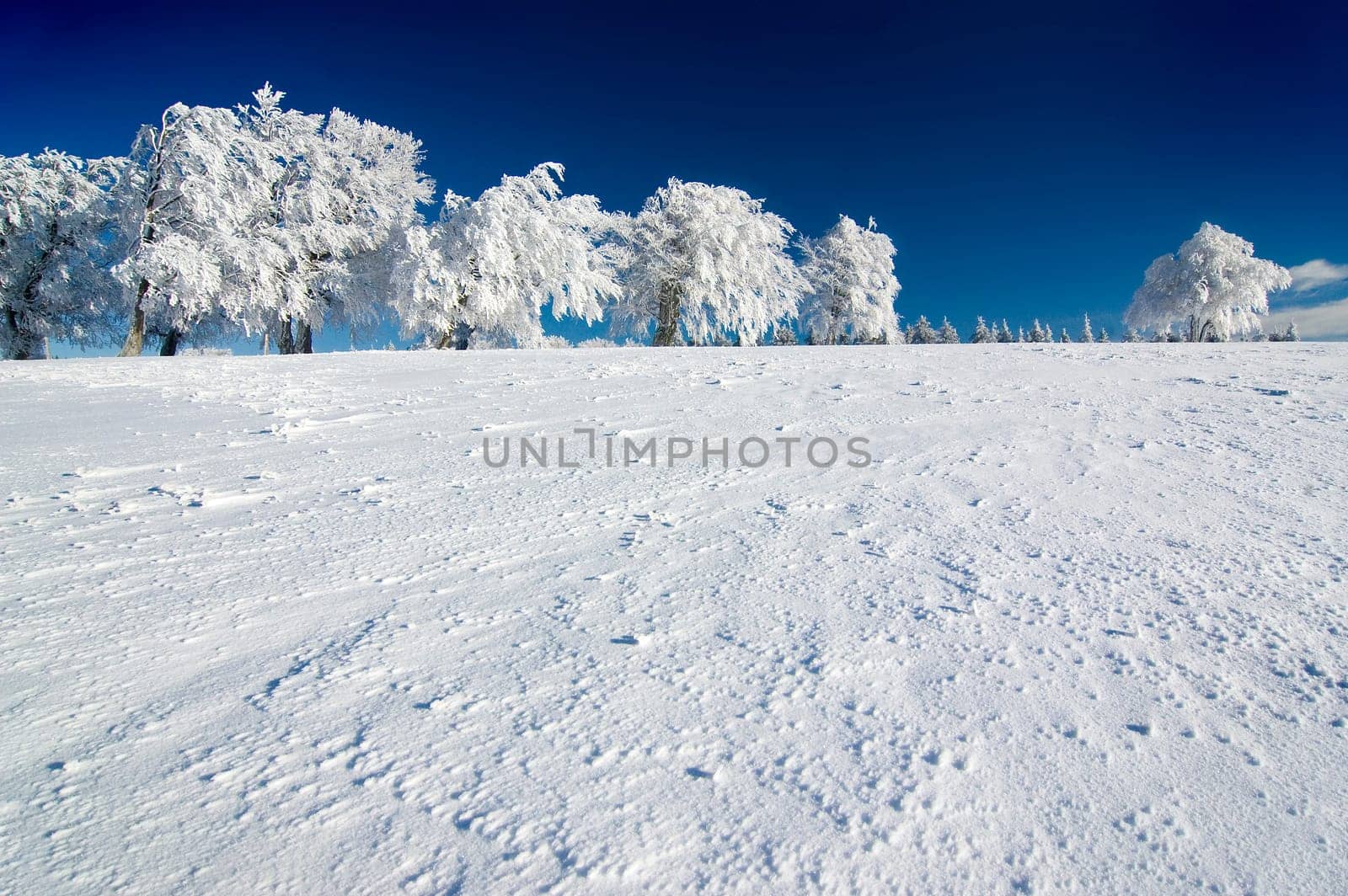Winter Sun 3