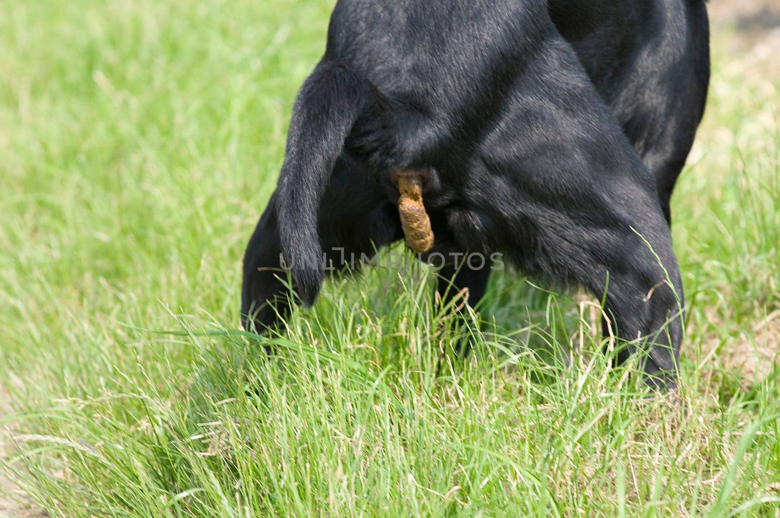 Dog shitting