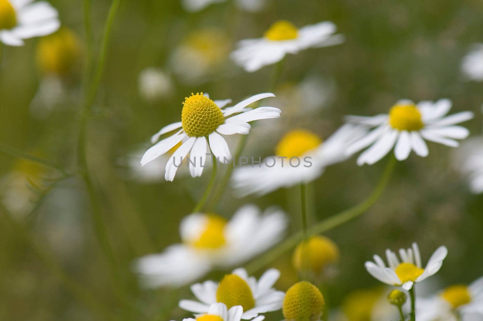 Camomile