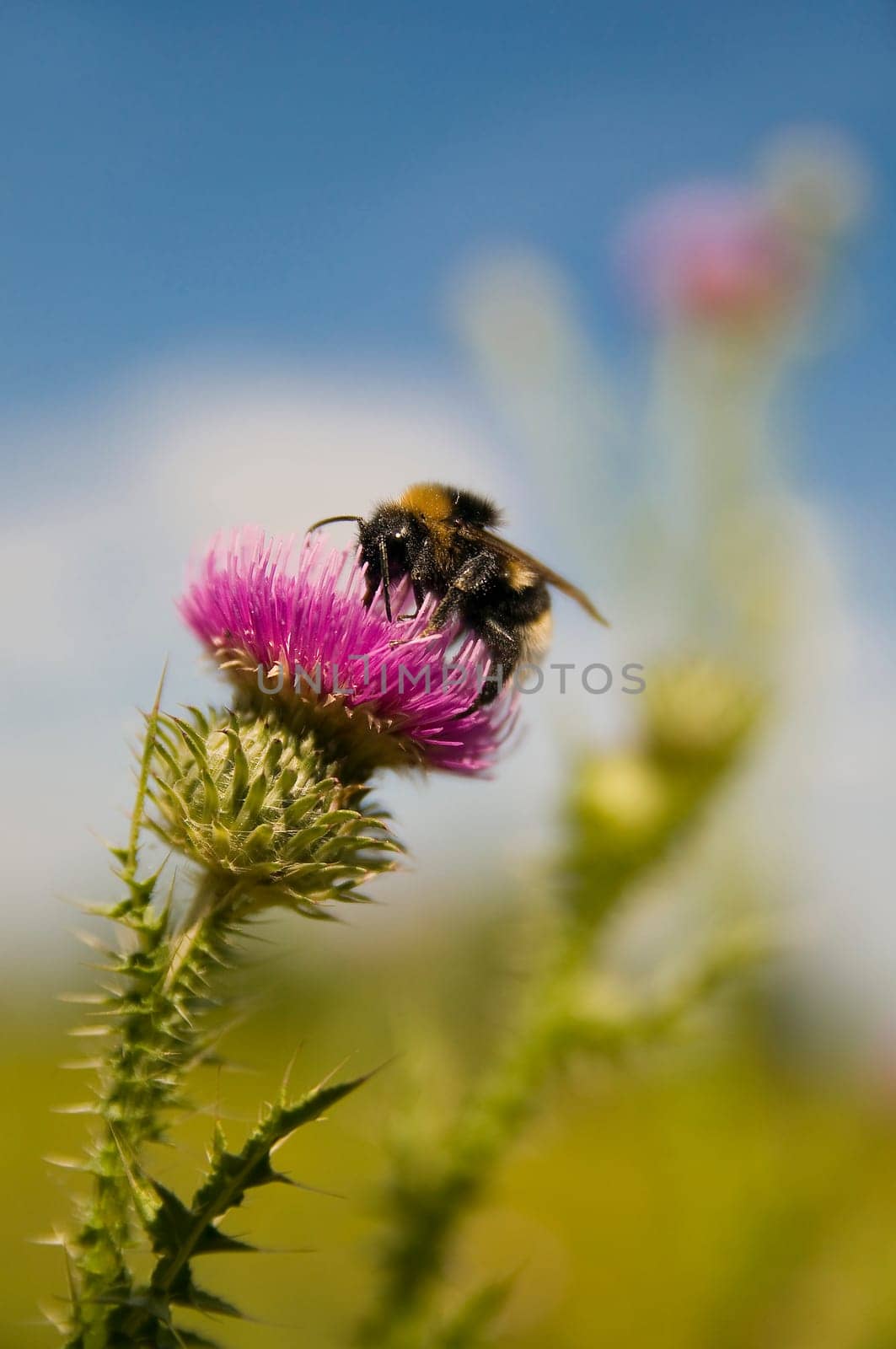 Bumblebee on nodding thistle