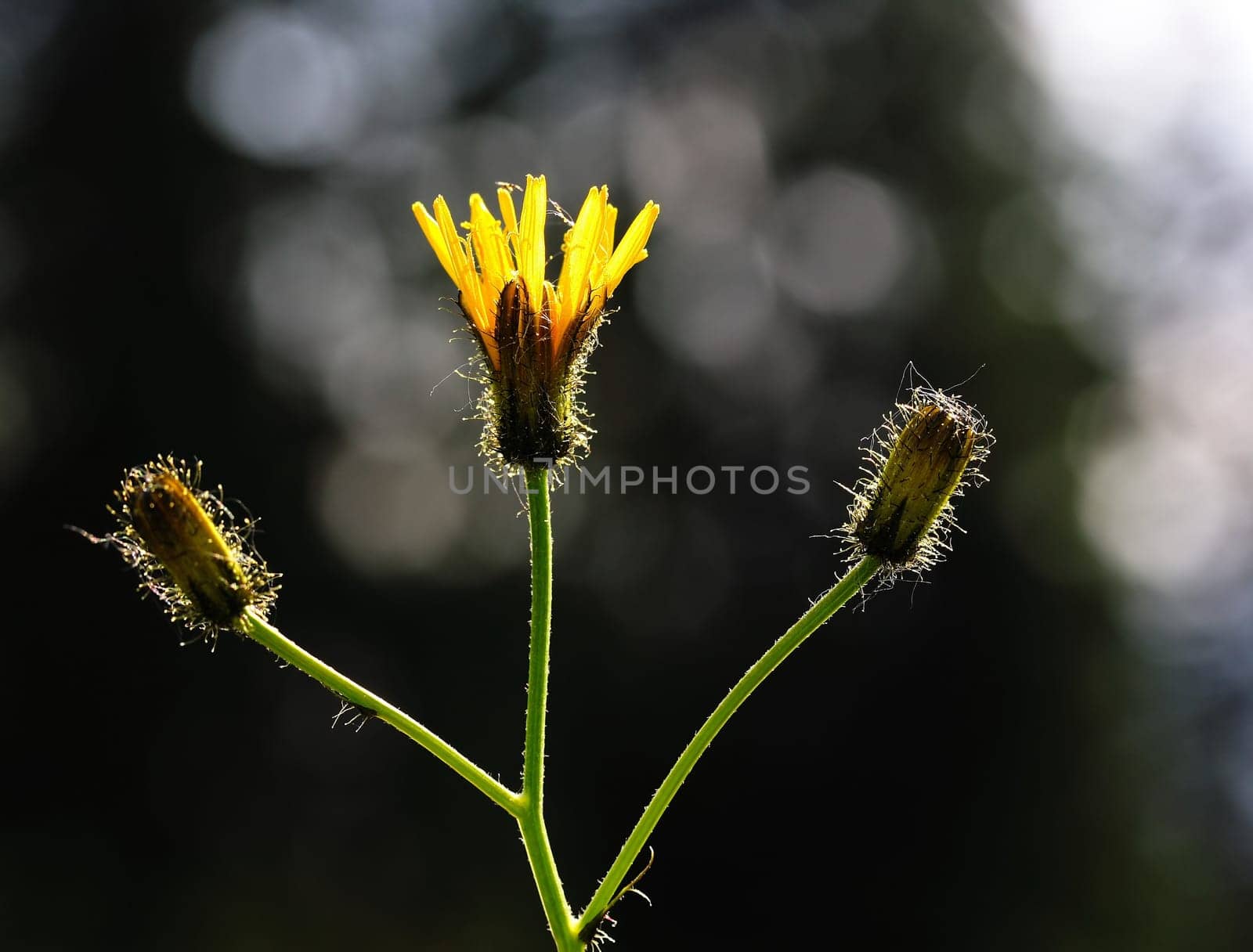 Hawkweed in the backlight