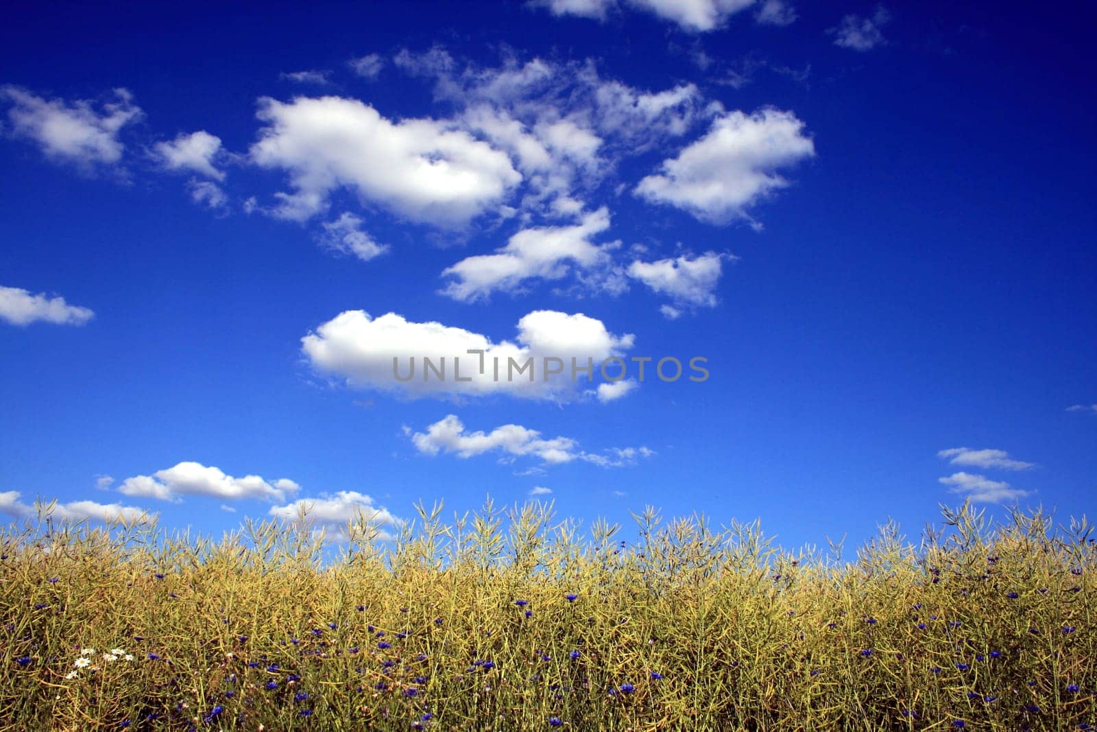 At the edge of the field