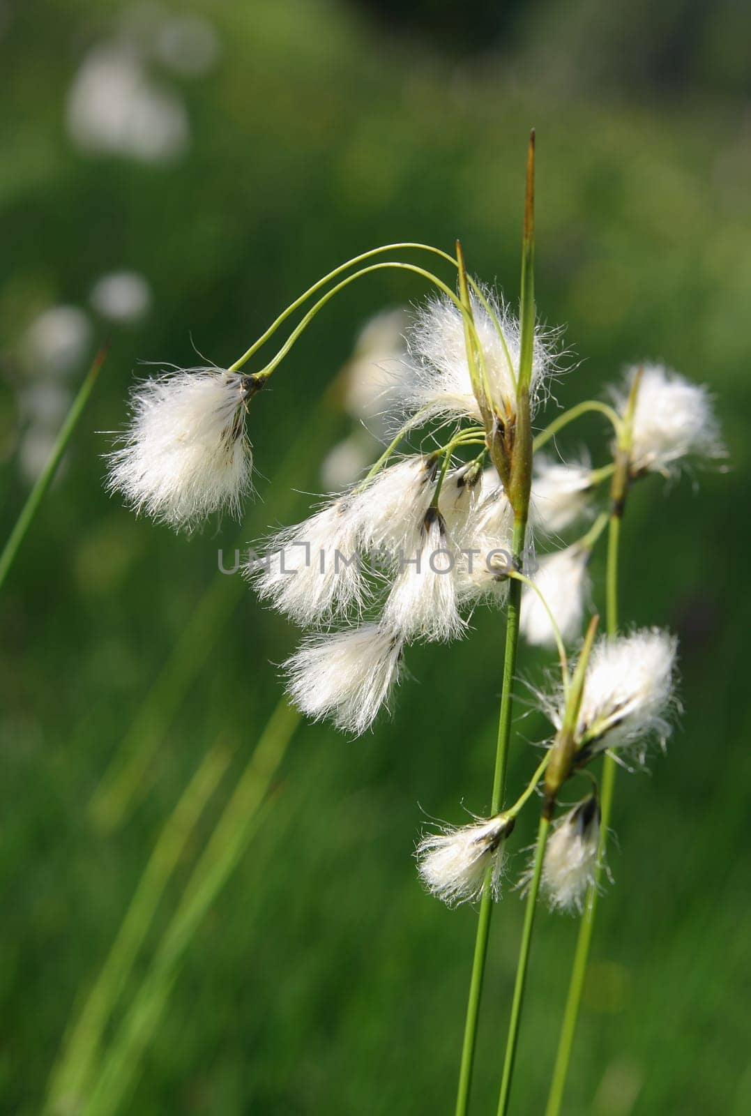 Cotton grass