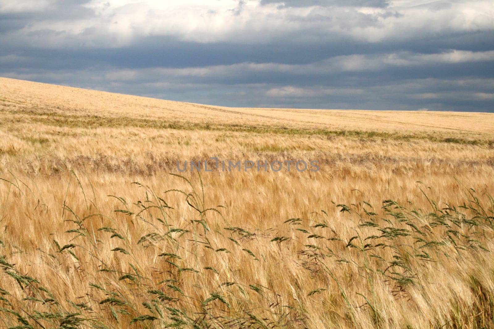 Cornfield
