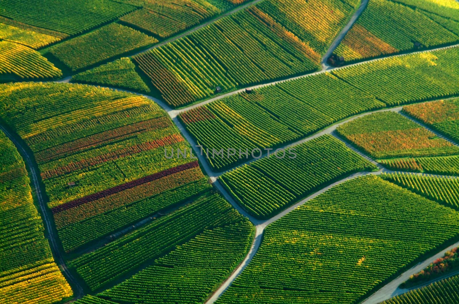vineyards,wine-growing landscape,vineyard landscape,viticulture,Heilbronn,Baden-wuerttemberg,southern germany,western europe,europe,aerial photography,aerial photo,wine producing region,vineyard