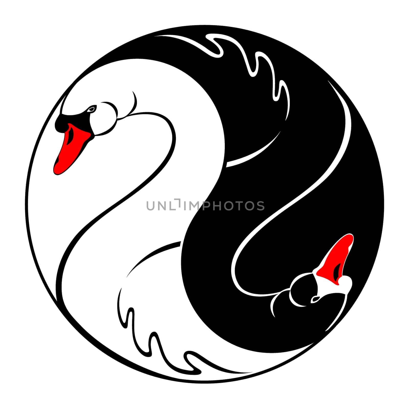 Swan Duo