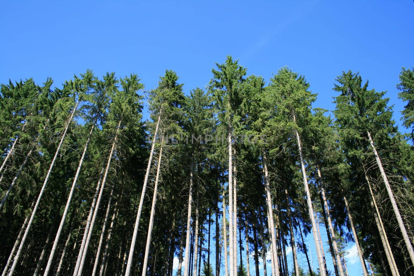 Coniferous forest