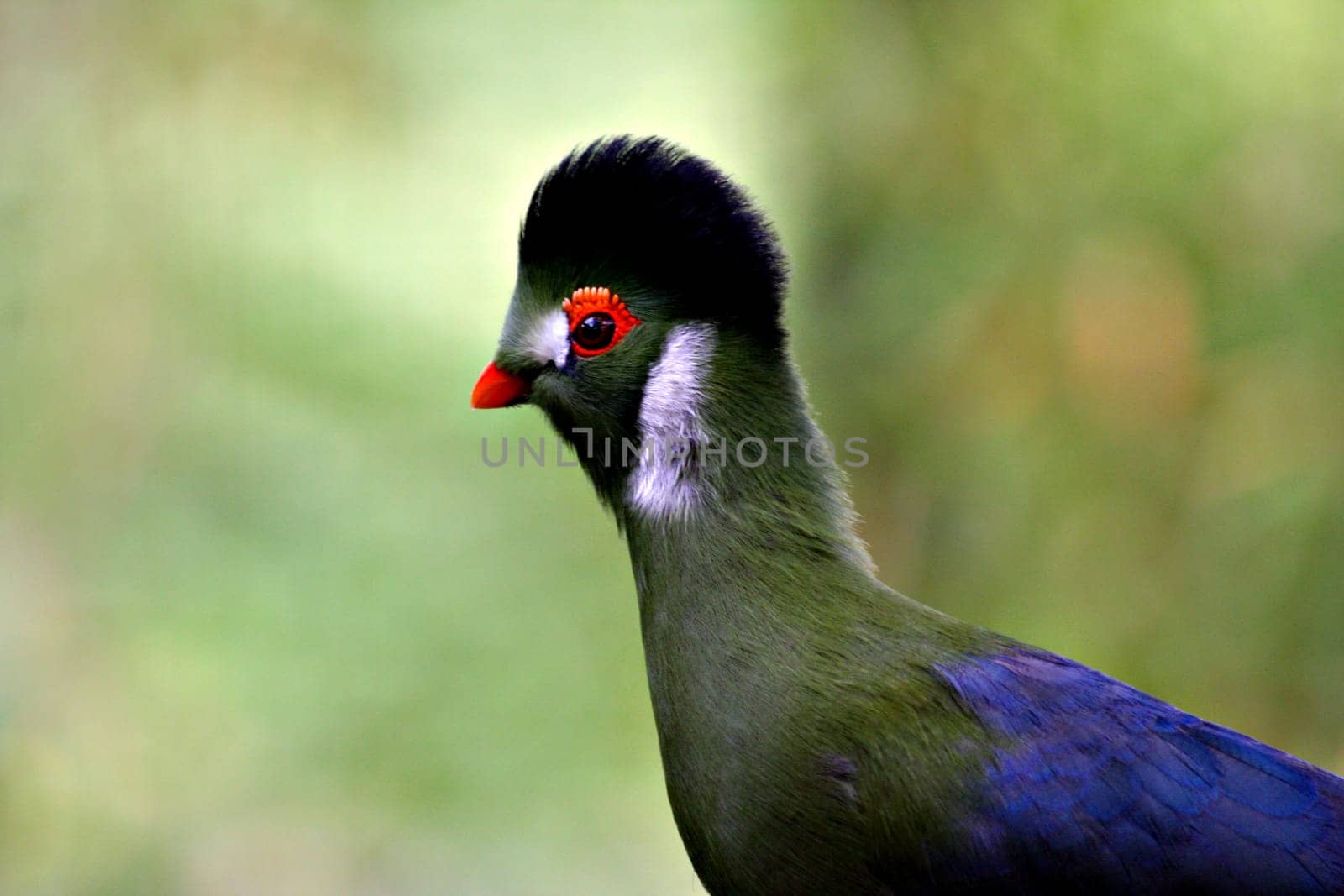 Hartlaub Turako