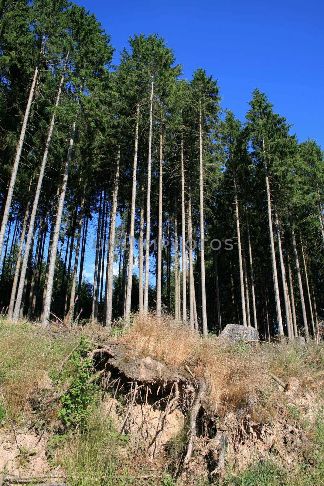 Coniferous forest