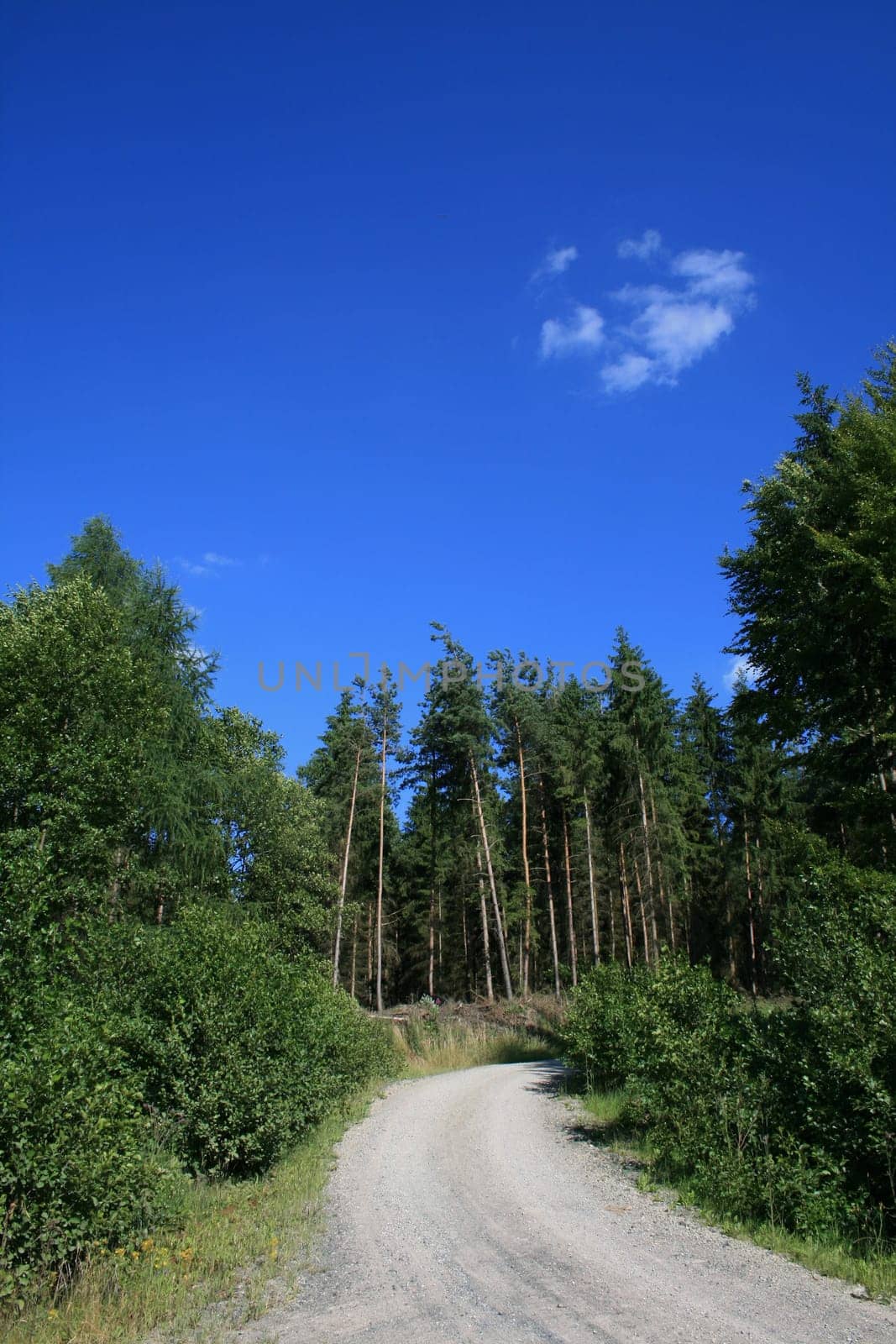 forest path