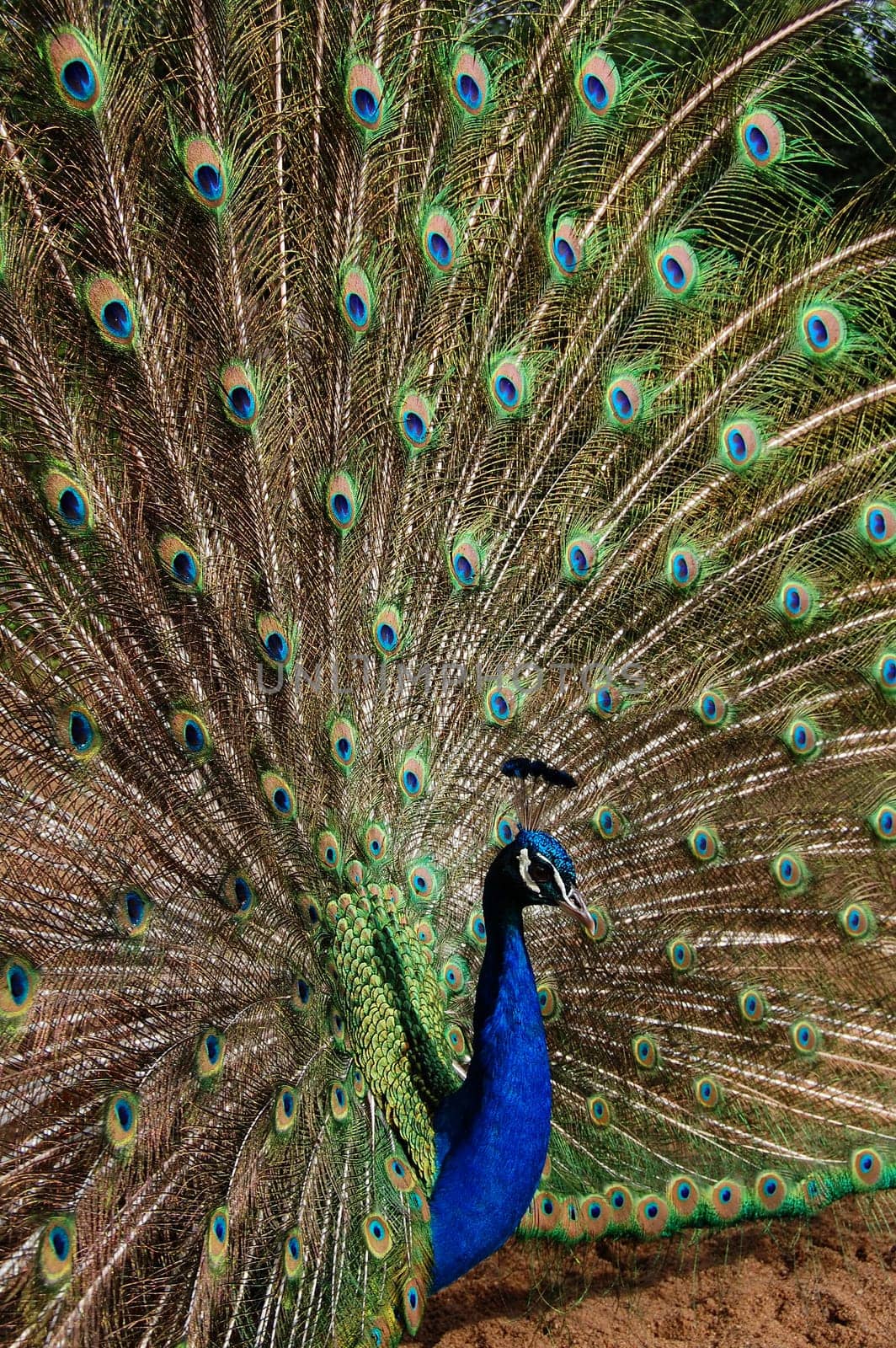 The Peacock