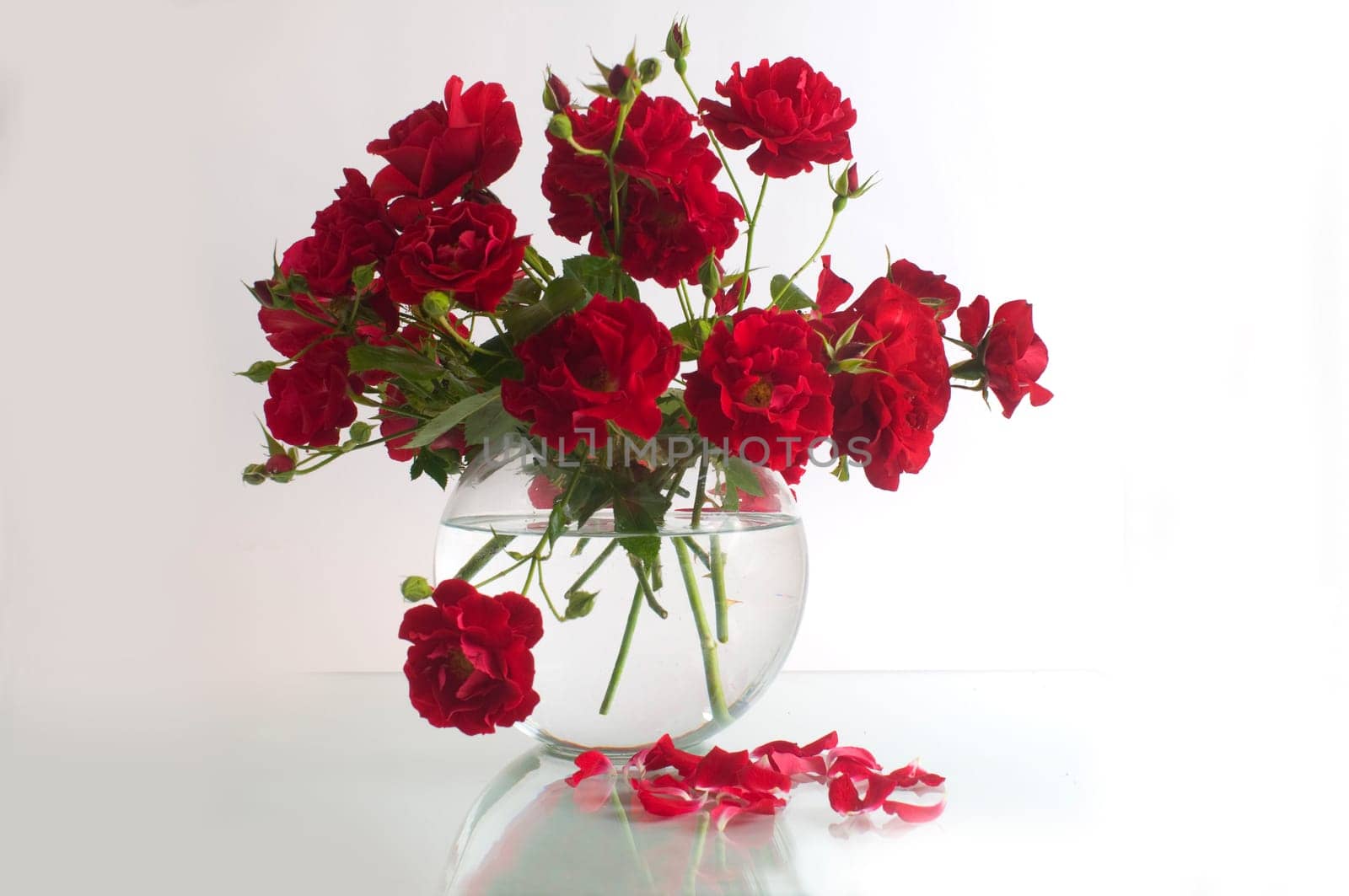 red roses