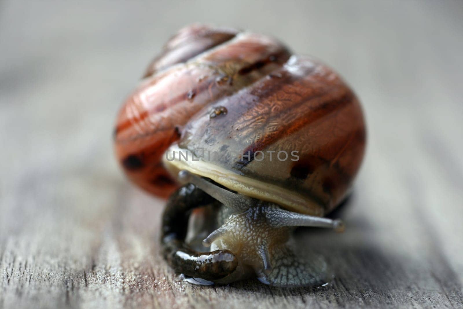 Vineyard snail portrait
