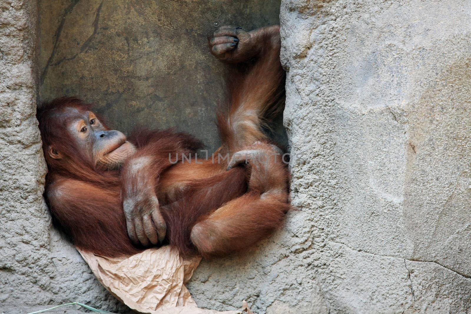 lying around Orang