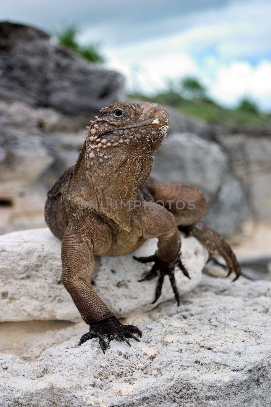 Cuban Belttail Iguana