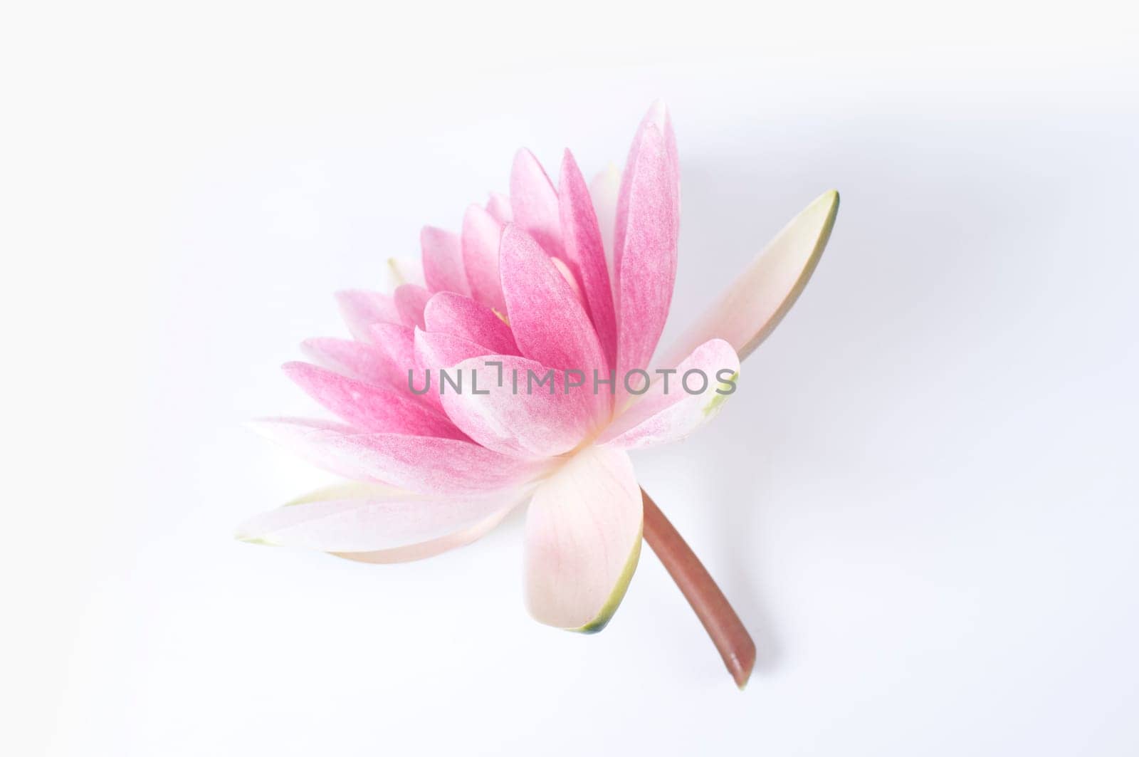 pink water lily
