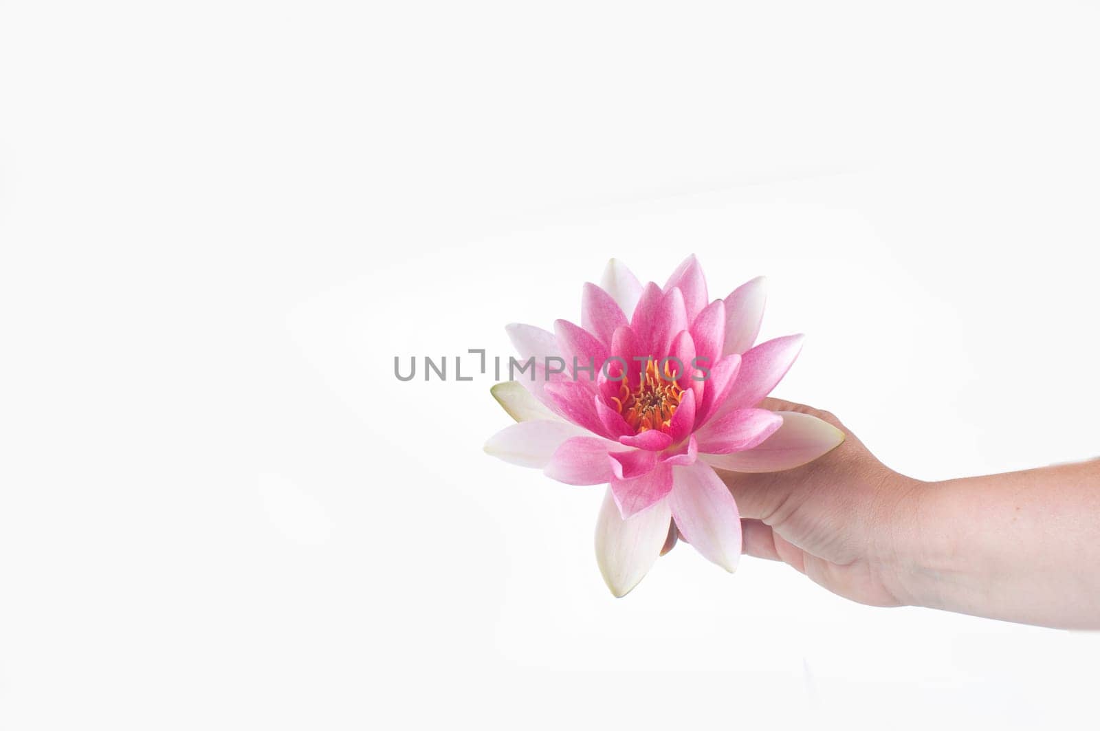 Enrich pink water lily