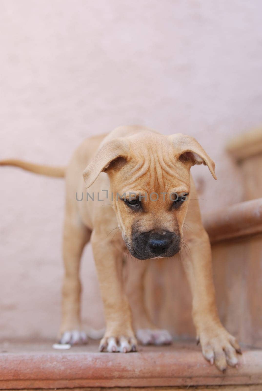Young dog running down stairs